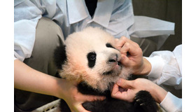 歯を確認中（2017年9月20日）　（公財）東京動物園協会提供