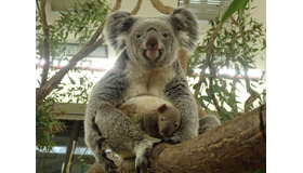 お母さんコアラの袋から顔を出す赤ちゃんコアラのようす（平成30年1月12日撮影）