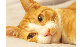 8月8日は「世界猫の日」愛猫の健康や安全・動物愛護を考える（画像はイメージ）