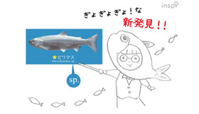 【滋賀のお魚ヨシノート】ぎょぎょぎょ！な新発見