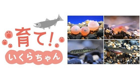 イクラの成長を観察できる特別展示「育て！いくらちゃん」