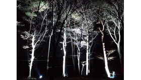 夜の森を楽しめる空中アスレチック「YOZARU」が期間限定で開催