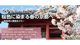 MapFan Web 観光楽地図、桜色に染まる春の京都へ～桜名所と美味めぐり～