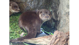 大人のためのカワウソナイト・ディープ編（イメージ）