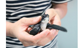 小笠原で生まれたアオウミガメの赤ちゃん