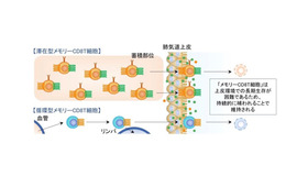 滞在型メモリーCD8T細胞の働き（イメージ）