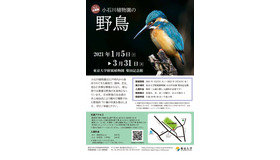 ミニ企画展「小石川植物園の野鳥」