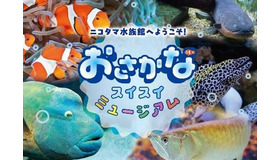 ニコタマ水族館へようこそ！おさかなスイスイミュージアム