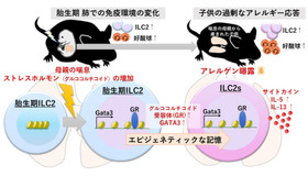 妊娠中の母体の喘息やストレスが子供の喘息を悪化させるメカニズム