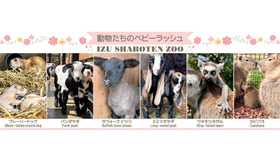 動物たちのベビーラッシュ