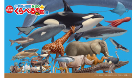 夏の特別展「くらべる図鑑展」