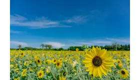 ※画像はイメージです