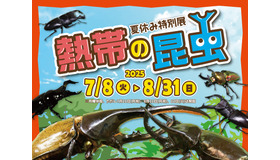 夏休み特別展「熱帯の昆虫2025」