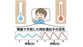 体内時計の仕組み: 高温で遺伝子活性の波形がひずむことで周期を保つという理論とその検証