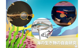 海の生き物の自由研究