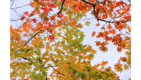 ※画像はイメージです