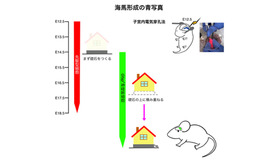 海馬形成の青写真