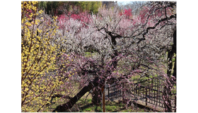 うめ園（2025年撮影）