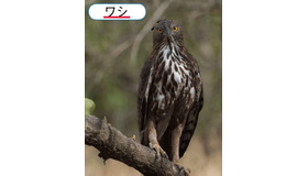 鷹の写真に「ワシ」の説明文