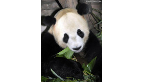 上野動物園のパンダ、「リーリー」と「シンシン」に決定……22日から一般公開 「リーリー（力力）」に決まったオスのジャイアントパンダ