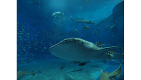 沖縄美ら海水族館