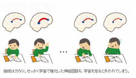 英語学習で右脳拡大 継続すれば脳発達を維持 リセマム