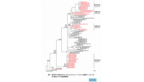 耐性ウイルスのDNA遺伝子の系統樹解析