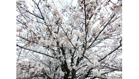 桜（2013年、満開時の様子）