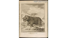 1700年代発刊のビュフォンの「The Natural History of the Hippopotamusor River horse」 1700年代発刊のビュフォンの「The Natural History of the Hippopotamusor River horse」