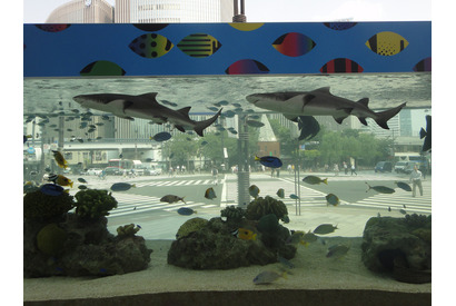 銀座で「美ら海」を満喫、「48th Sony Aquarium」7/24-9/6 画像