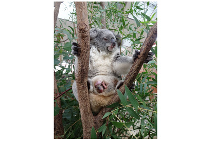 赤ちゃんコアラがママの袋から「こんにちは」…埼玉こども動物自然公園 画像