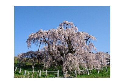 2016年「桜の開花予想」日本気象協会が2/3開始、日本三大桜予想も 画像