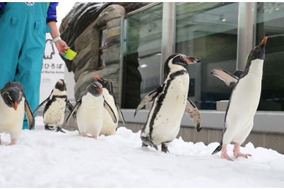 ペンギン祭り、仙台うみの杜水族館で開催 画像