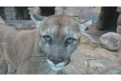 【GW2016】ピューマの名付けや羊の毛刈り…天王寺動物園の春フェス 画像