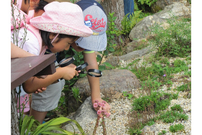 【夏休み2016】観察のポイントを紹介、六甲高山植物園で自由研究 画像