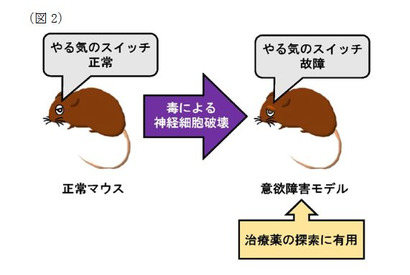 脳内の「やる気スイッチ」を発見、慶應義塾大ほか共同研究グループ 画像