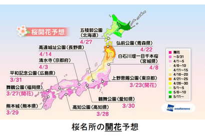 桜前線ゆっくり北上、関東は入学式シーズンに満開か 画像