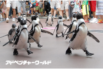 ペンギン10羽が50mコースを行進、アドベンチャーワールド【動画あり】 画像