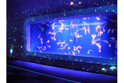 満天の星降る…夜の新江ノ島水族館「ナイトワンダーアクアリウム2017」 画像