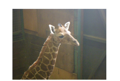 アミメキリンの赤ちゃん誕生、一般公開中…羽村市動物公園 画像