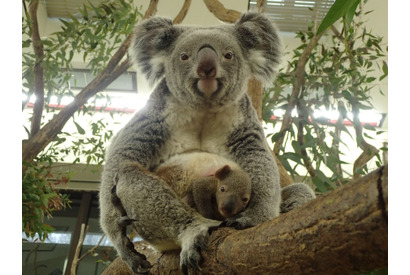 生後半年の赤ちゃんコアラを見に行こう…埼玉こども動物自然公園 画像