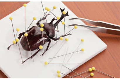 【自由研究・生物】昆虫のからだのしくみを知り、標本を作ろう（中学生向け） 画像