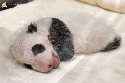 ジャイアントパンダの赤ちゃん、名前をつけてね…和歌山 画像