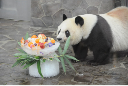 王子動物園、ジャイアントパンダ「タンタン」23歳の誕生会9/16 画像
