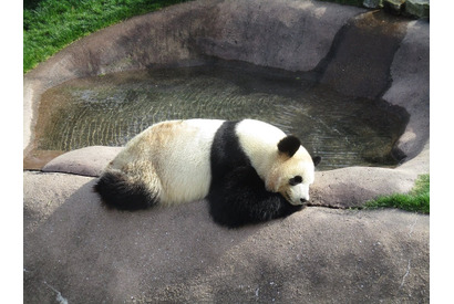 1位はパンダが魅力の…日本の動物園・水族館ランキング2018 画像