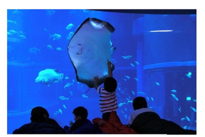 水族館に宿泊、小中学生対象の大阪・海遊館「おとまりスクール」 画像