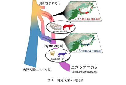 ニホンオオカミの起源に関する謎が解明、地理的環境も大きく寄与 画像