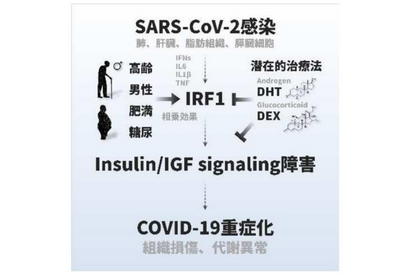 阪大、新型コロナが引き起こす代謝異常のメカニズムを解明 画像