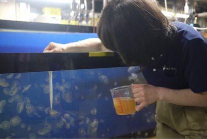 【夏休み2022】ODAKYU湘南GATE×新江ノ島水族館「おでかけえのすい」 画像