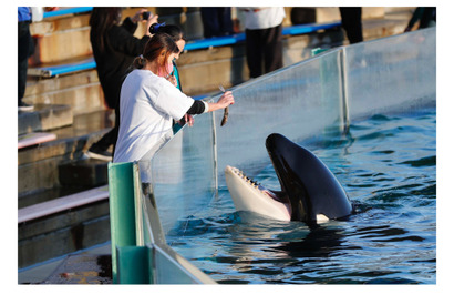 シャチに特化「スペシャル水族館探検プラン」鴨川シーワールド 画像